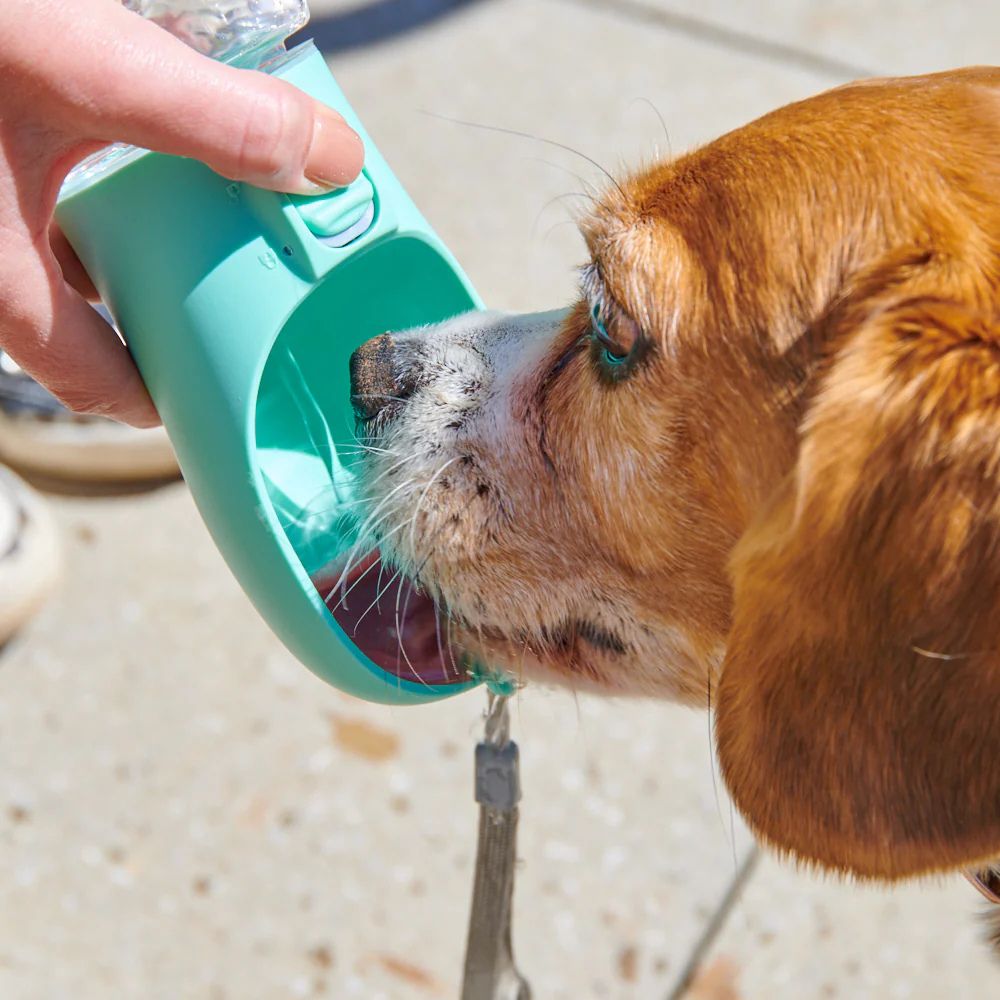 Dog drinking water from the BarkNest Portable Water Bottle